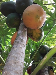 Carica papaya