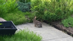 Sylvilagus floridanus