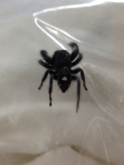 Phidippus audax