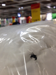 Phidippus audax