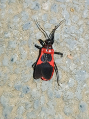 Haematoloecha nigrorufa