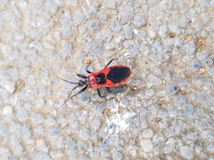 Haematoloecha nigrorufa