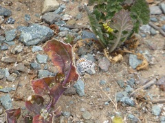 Euphilotes bernardino