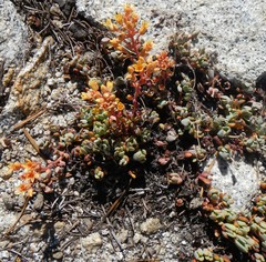 Sedum obtusatum