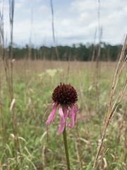 Echinacea atrorubens