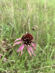 Echinacea atrorubens
