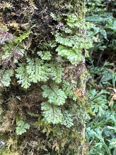 Hymenophyllum oligosorum iNat (3)