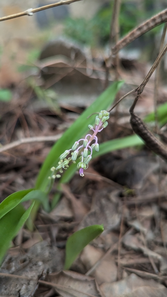 Ledebouria revoluta, Khammam, IN-TG, IN