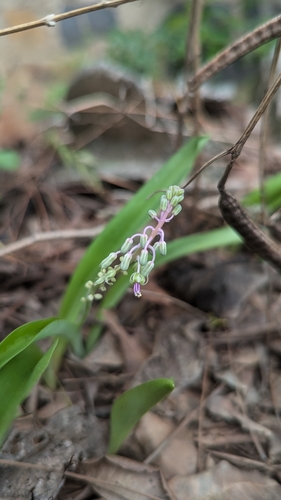 Image of Ledebouria revoluta by (c) Ravuri Krishna Chaitanya, some rights reserved (CC BY)