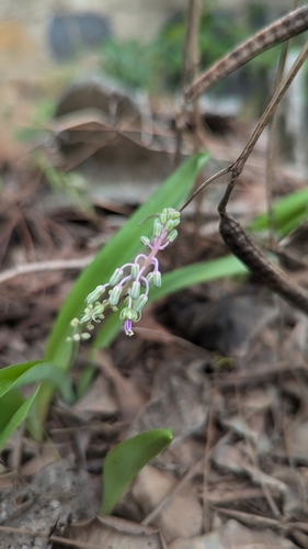 Ledebouria revoluta