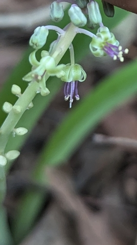Ledebouria revoluta