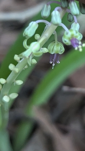 Ledebouria revoluta