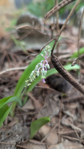 Ledebouria revoluta