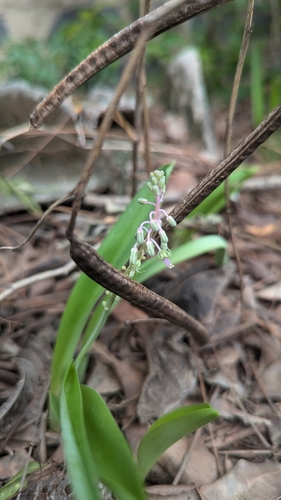 Image of Ledebouria revoluta by (c) Ravuri Krishna Chaitanya, some rights reserved (CC BY)