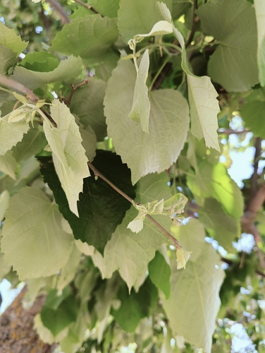 Tilia tomentosa