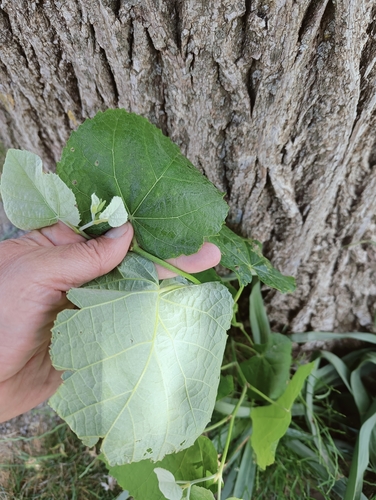 Tilia tomentosa