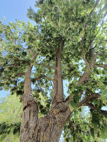 Tilia tomentosa