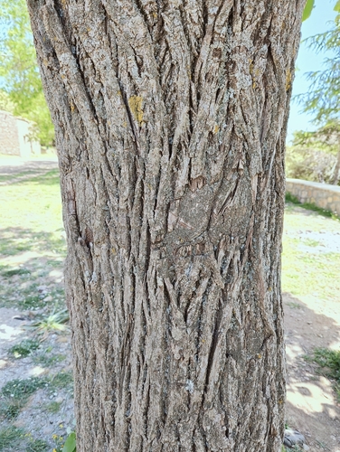 Tilia tomentosa