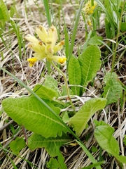 Primula veris macrocalyx