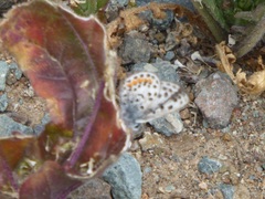 Euphilotes bernardino