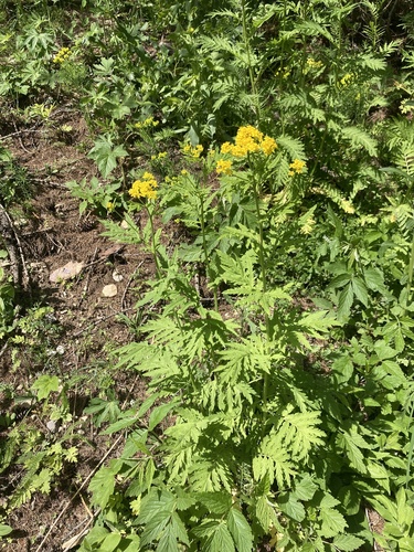 Descurainia tanacetifolia (Descurainia tanacetifolia)