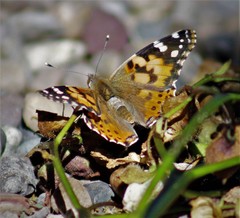 Vanessa cardui