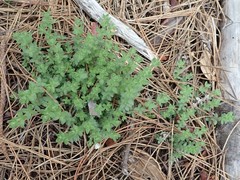 Galium californicum