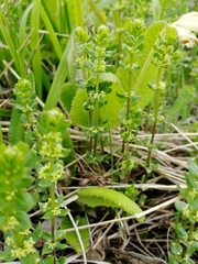 Cruciata glabra krylovii