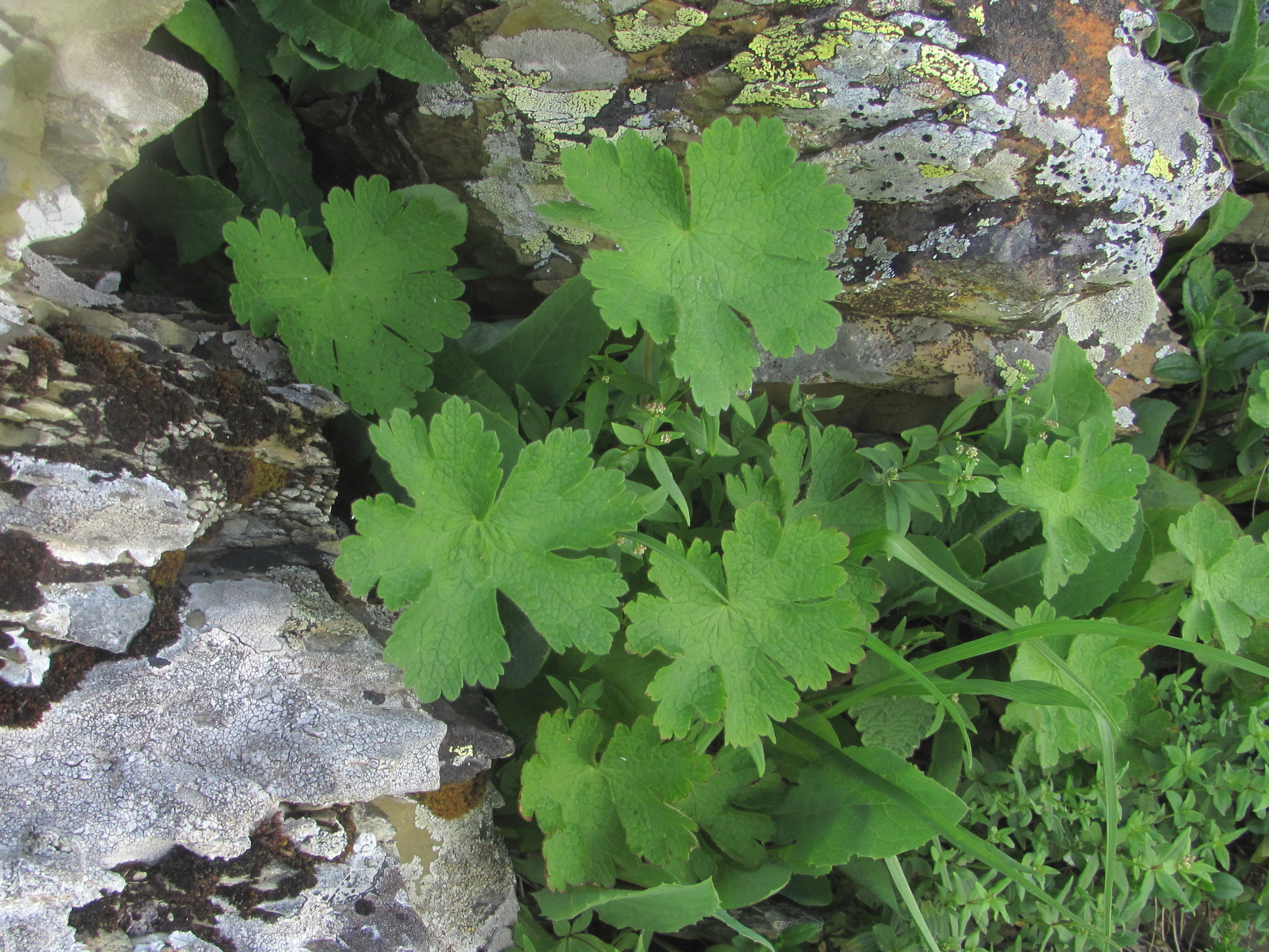 Geranium platypetalum - Growing Guide & Care Tips | BioGardens.org