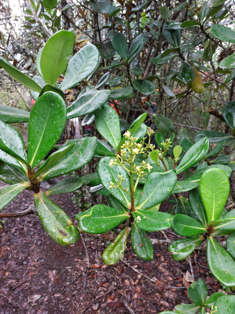 Clusia melchiorii (Clusia melchiorii)