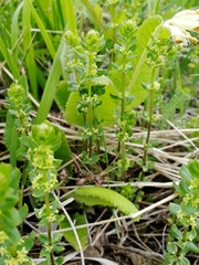 Cruciata glabra krylovii