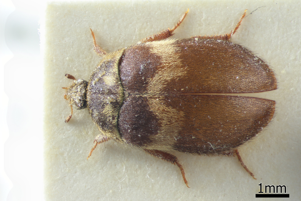 Attagenus woodroffei