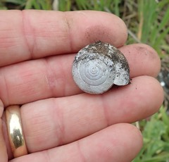 Helminthoglypta arrosa