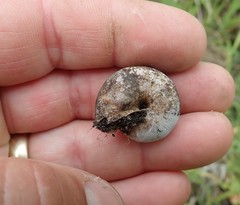 Helminthoglypta arrosa