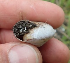 Helminthoglypta arrosa