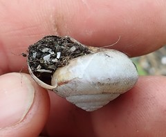 Helminthoglypta arrosa