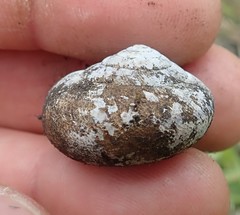 Helminthoglypta arrosa