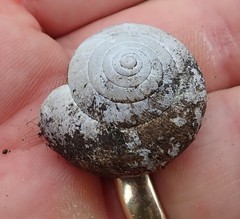 Helminthoglypta arrosa