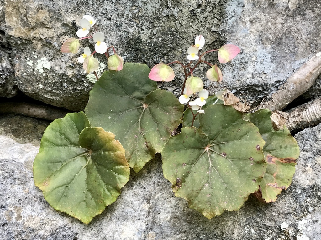 Begonia ankaranensis