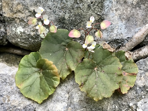 Begonia ankaranensis