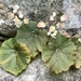 Begonia ankaranensis - Photo (c) dscherberich, algunos derechos reservados (CC BY-NC), subido por dscherberich