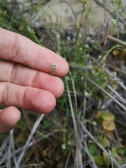 Johnstonella micromeres