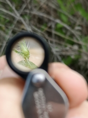 Johnstonella micromeres