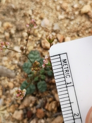 Eriogonum thurberi