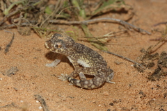 Stenodactylus sthenodactylus