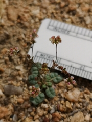 Eriogonum thurberi