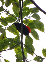 Ramphocelus flammigerus