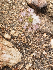 Allium lacunosum
