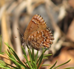 Callophrys niphon