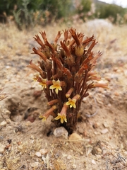 Aphyllon franciscanum